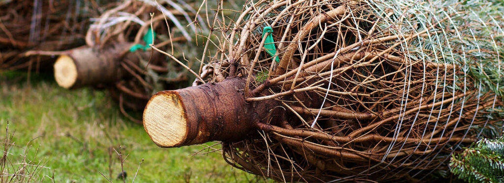 Fresh Christmas Trees, Worcestershire Christmas Trees, Malvern