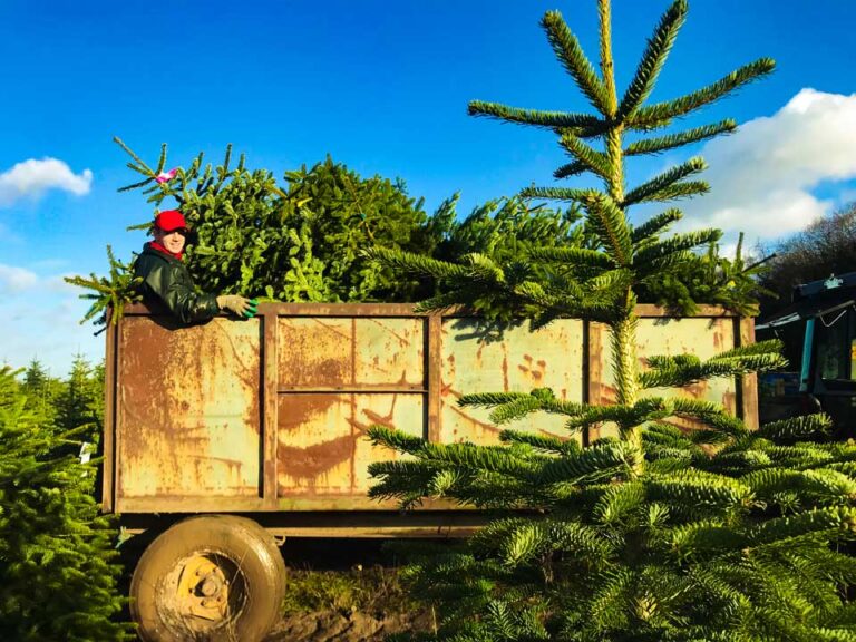 Home Leigh Sinton Christmas Trees